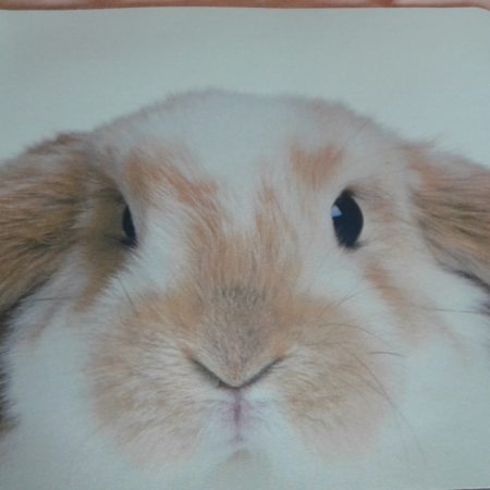 Kaninchen Mousepad Motiv "Widder"