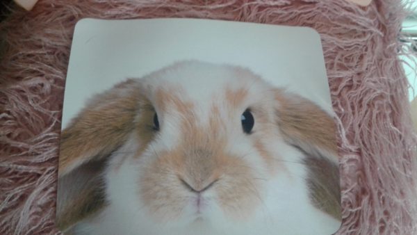 Kaninchen_Mousepad Widder